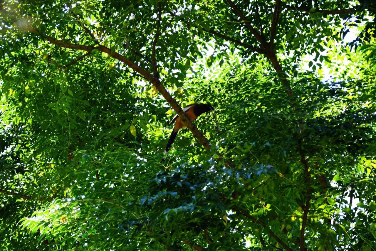 Shanta Ghar A Rustic Guesthouse Chitwan Zewnętrze zdjęcie