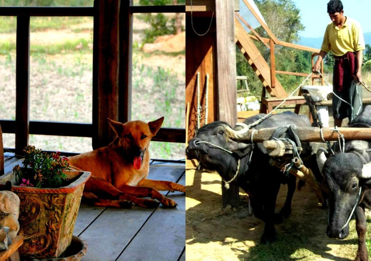 Shanta Ghar A Rustic Guesthouse Chitwan Zewnętrze zdjęcie
